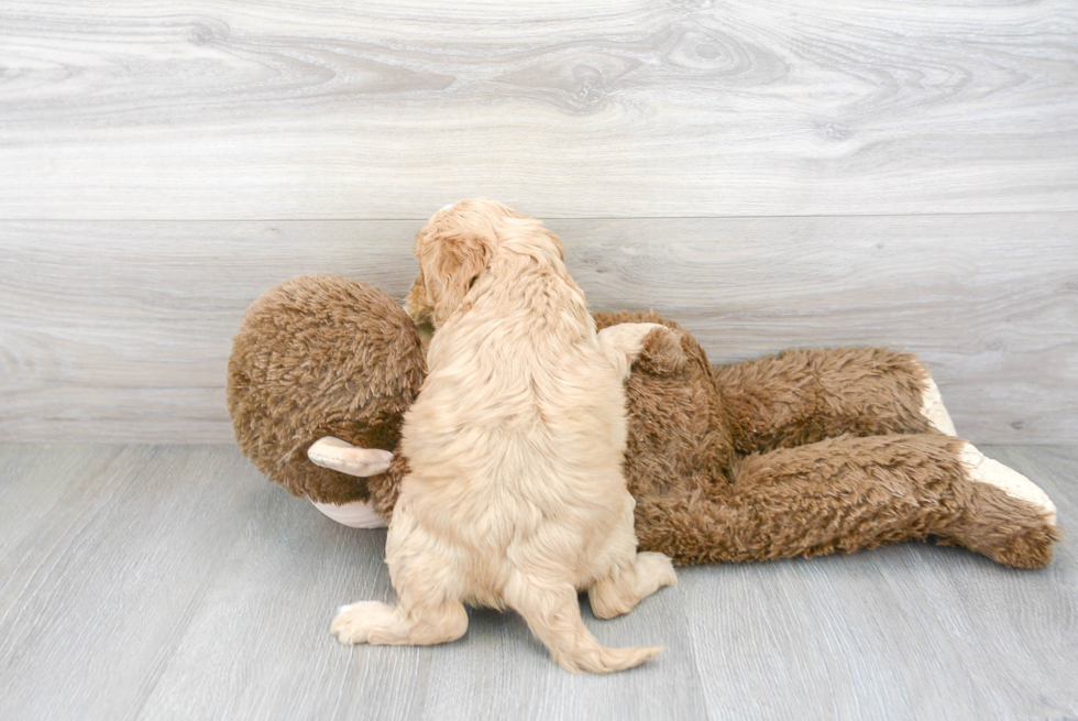 Cavapoo Pup Being Cute