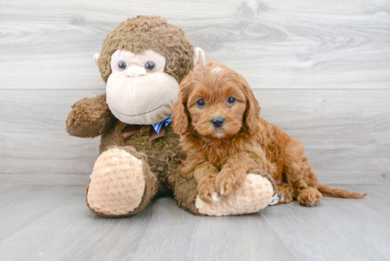 Cavapoo Pup Being Cute