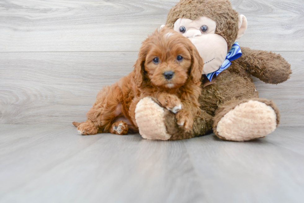 Hypoallergenic Cavoodle Poodle Mix Puppy