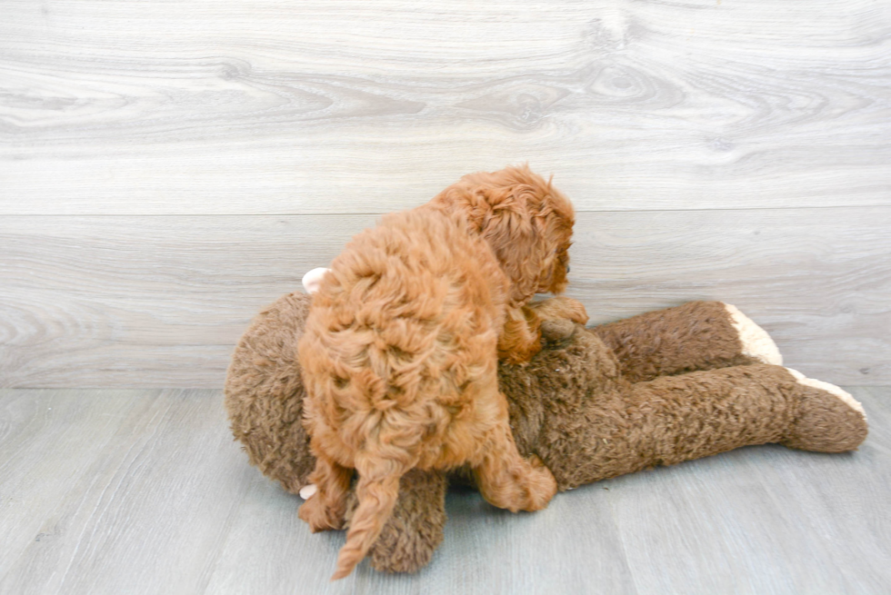 Little Cavoodle Poodle Mix Puppy