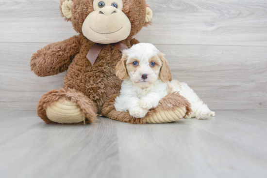 Playful Cavoodle Poodle Mix Puppy