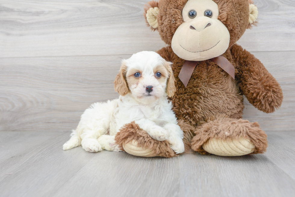 Cavapoo Puppy for Adoption