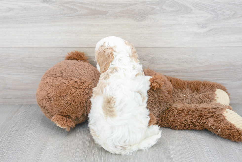 Popular Cavapoo Poodle Mix Pup