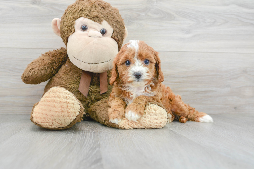 Cavapoo Puppy for Adoption