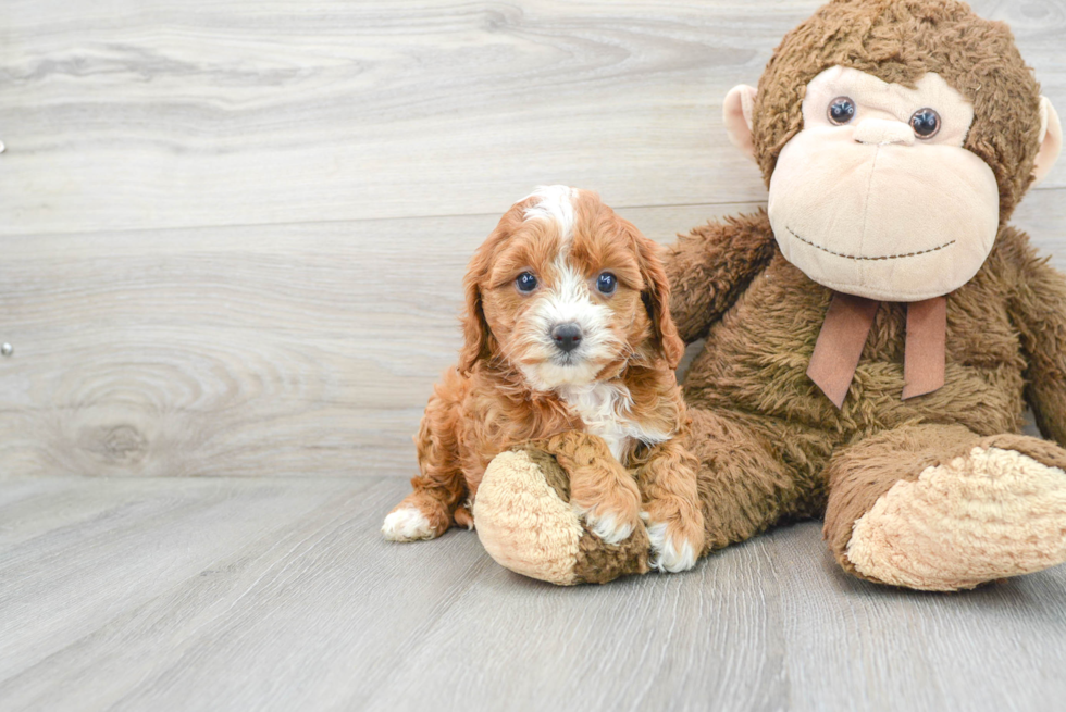 Cavapoo Pup Being Cute