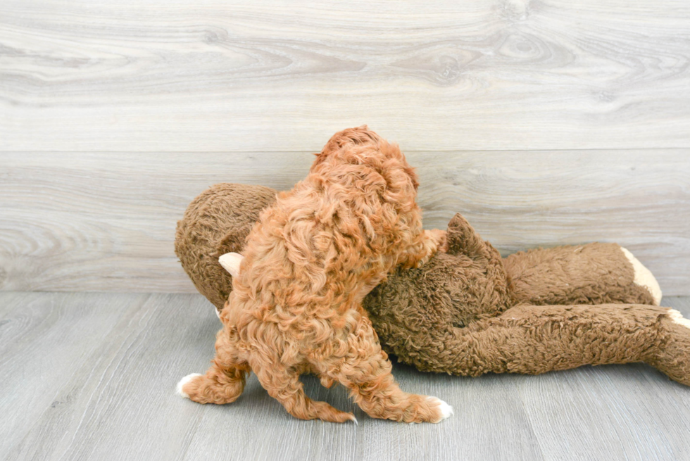 Smart Cavapoo Poodle Mix Pup