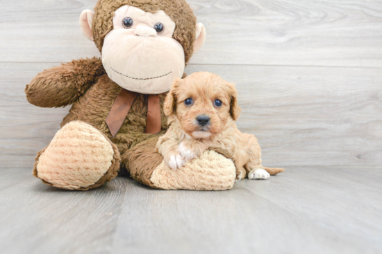 Cavapoo Pup Being Cute