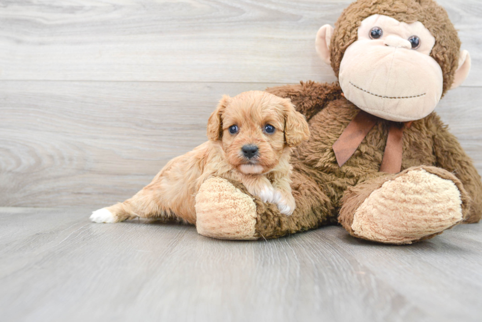 Hypoallergenic Cavoodle Poodle Mix Puppy