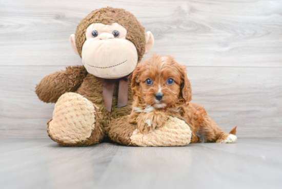 Cavapoo Puppy for Adoption