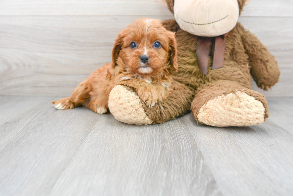 Cavapoo Puppy for Adoption