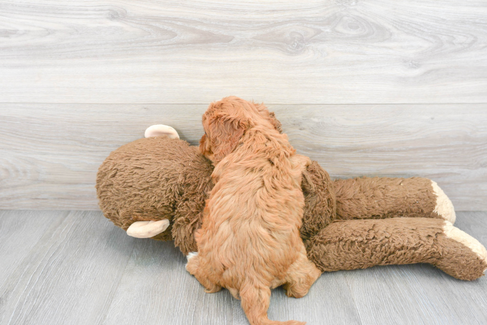 Funny Cavapoo Poodle Mix Pup