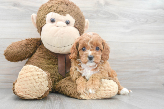 Cavapoo Puppy for Adoption