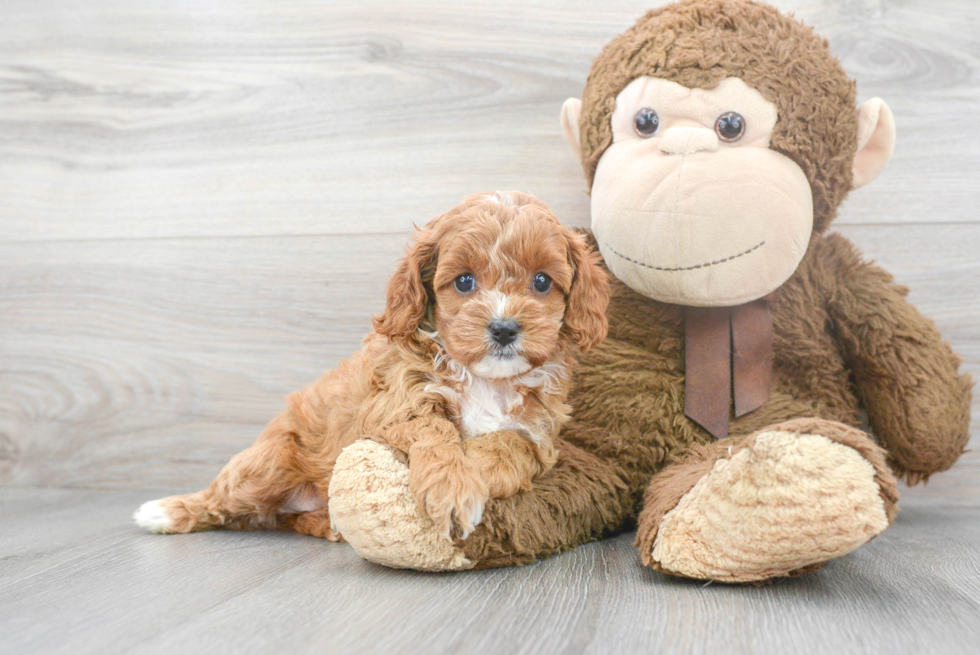 Popular Cavapoo Poodle Mix Pup