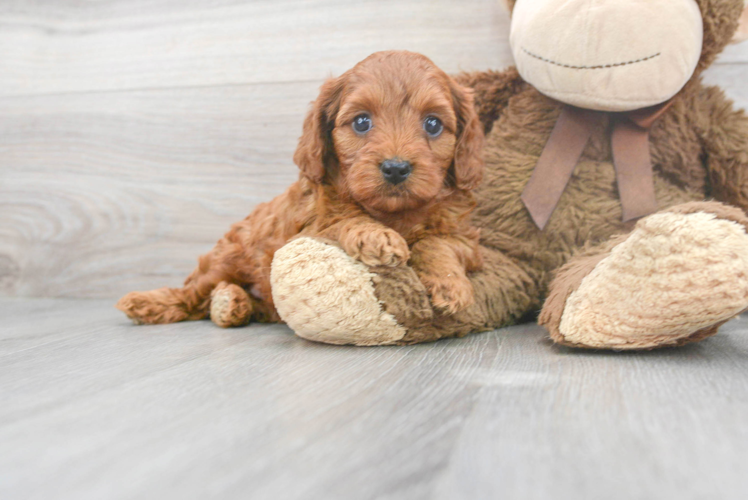 Best Cavapoo Baby