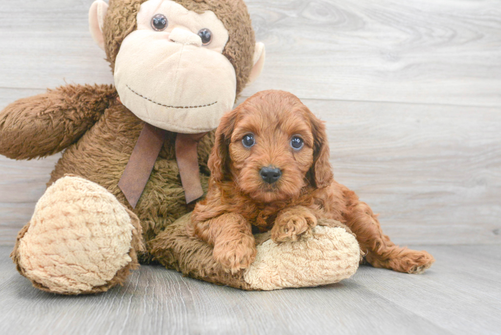 Cavapoo Puppy for Adoption