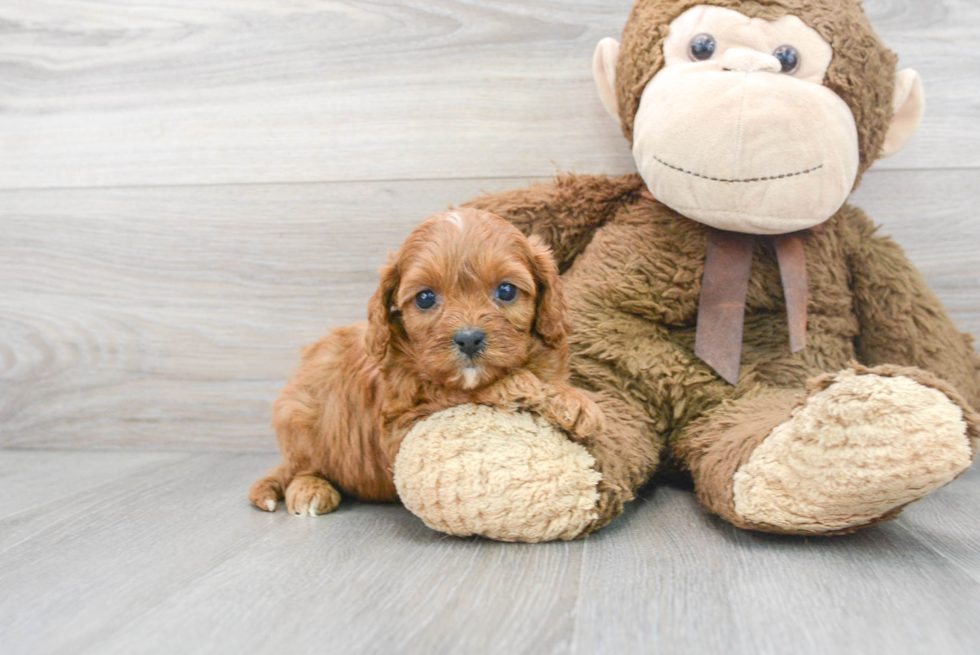 Sweet Cavapoo Baby