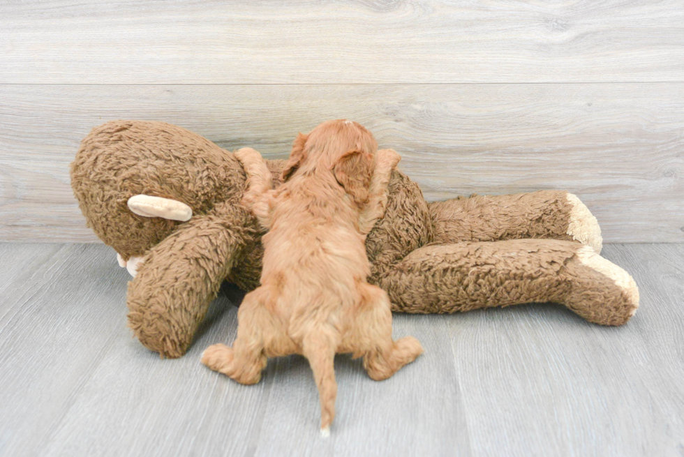 Cavapoo Pup Being Cute