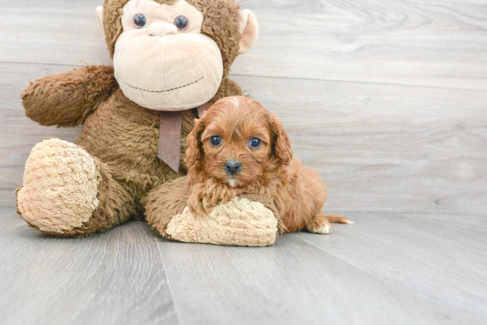 Cavapoo Puppy for Adoption