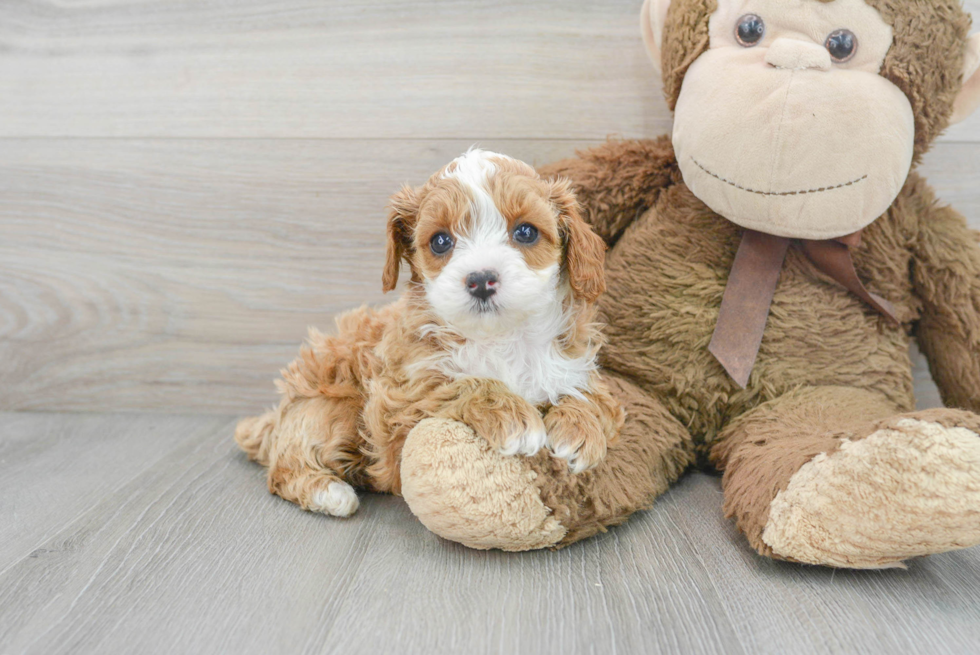 Funny Cavapoo Poodle Mix Pup