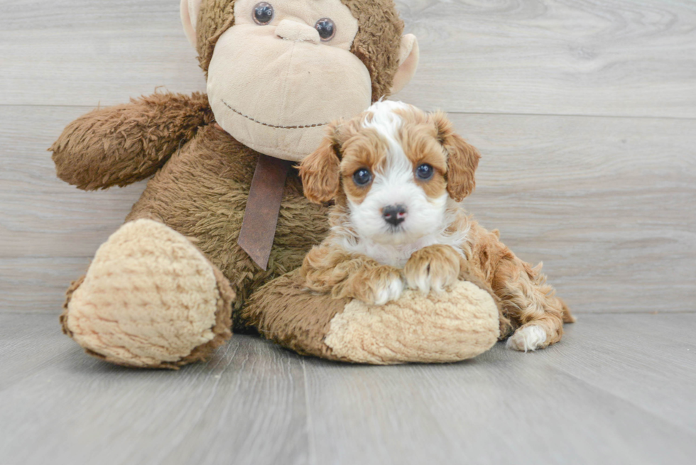 Hypoallergenic Cavoodle Poodle Mix Puppy