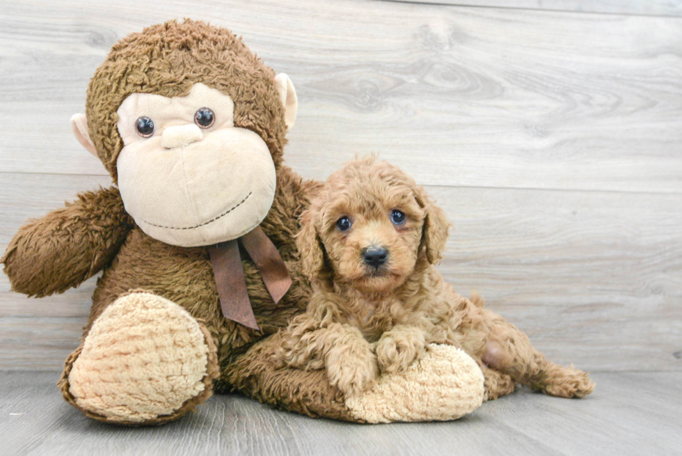 Petite Cavapoo Poodle Mix Pup