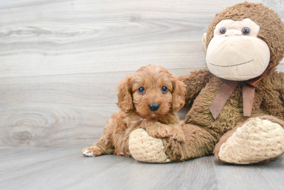 Small Cavapoo Baby