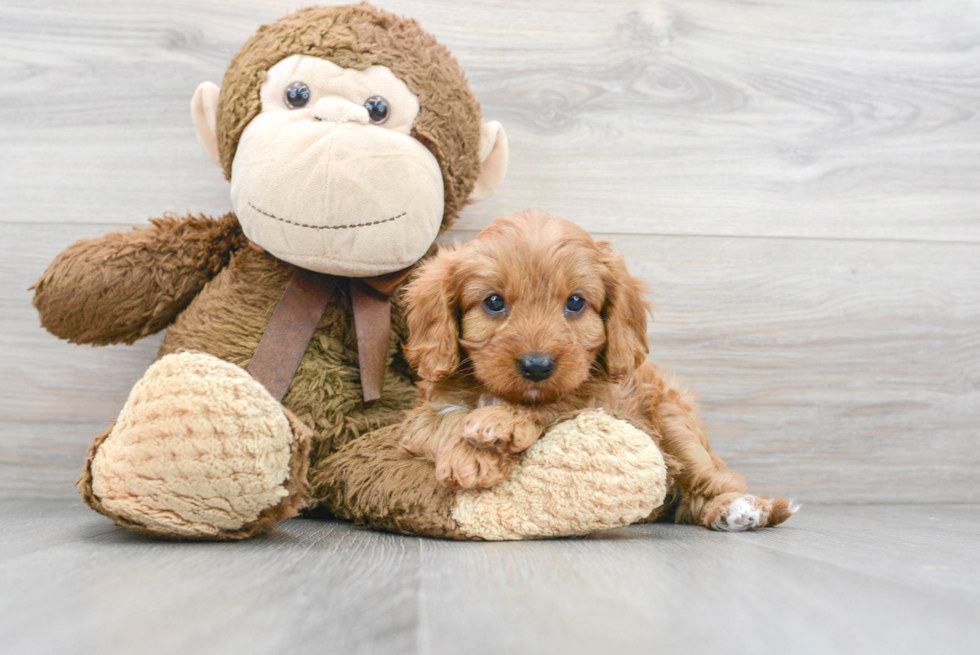 Sweet Cavapoo Baby