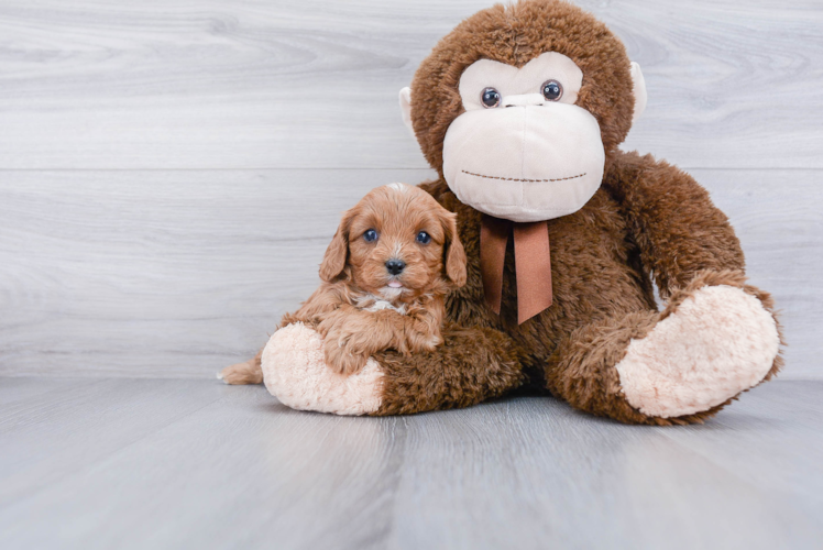 Cavapoo Pup Being Cute