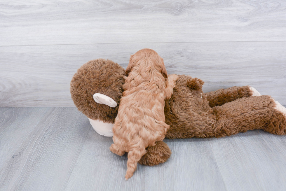 Cavapoo Pup Being Cute