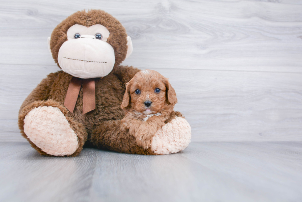 Happy Cavapoo Baby