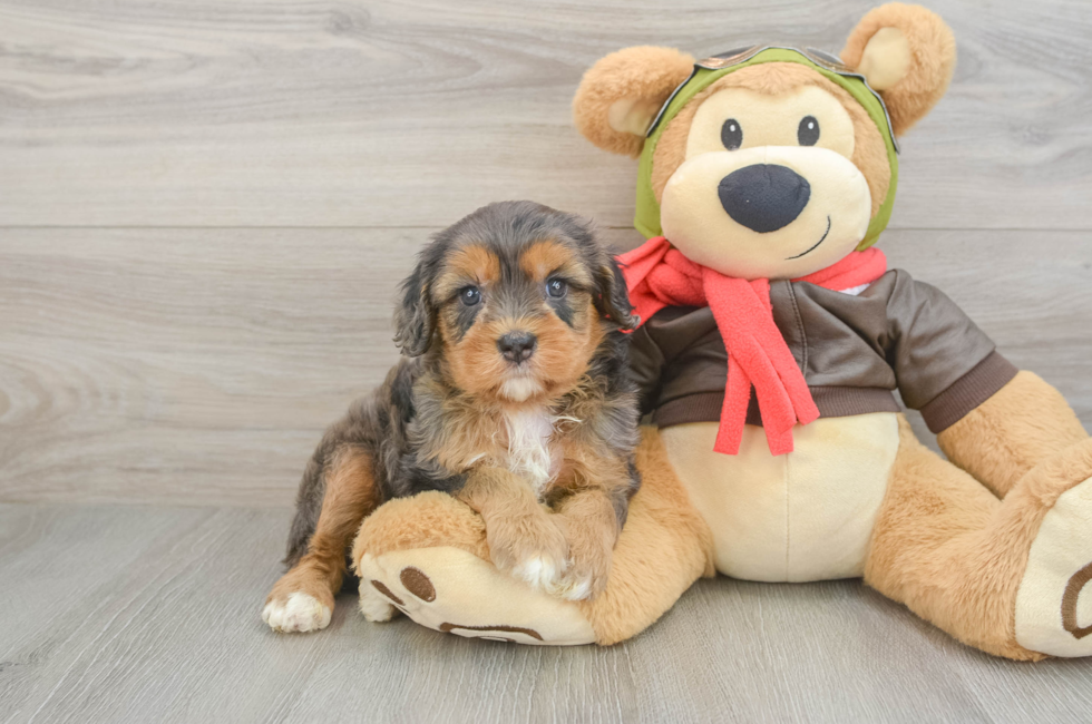5 week old Cavapoo Puppy For Sale - Premier Pups