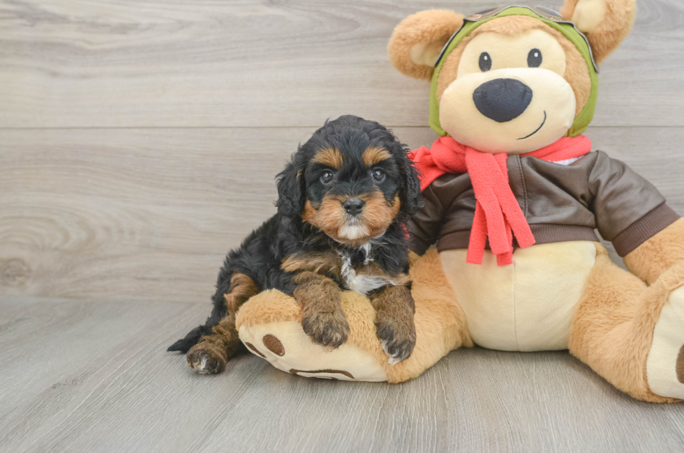 5 week old Cavapoo Puppy For Sale - Premier Pups