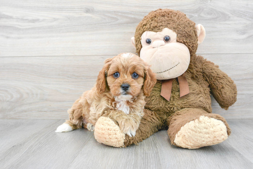 Cavapoo Pup Being Cute