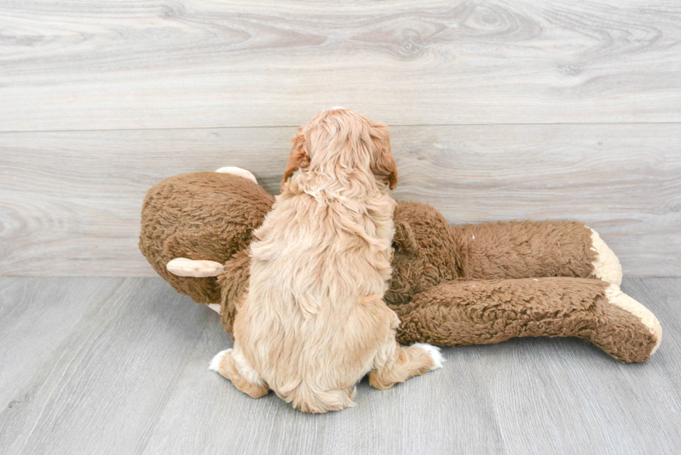 Funny Cavapoo Poodle Mix Pup