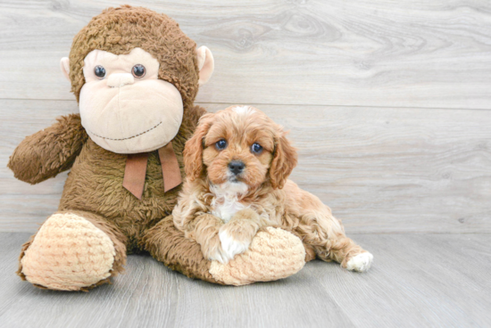 Playful Cavoodle Poodle Mix Puppy