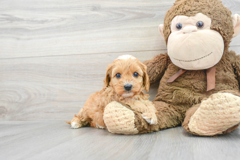 Best Cavapoo Baby