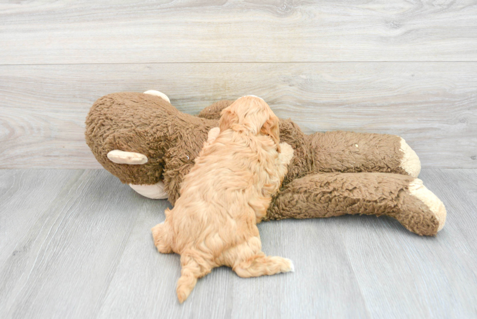 Smart Cavapoo Poodle Mix Pup