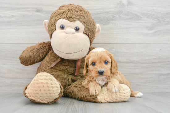 Energetic Cavoodle Poodle Mix Puppy