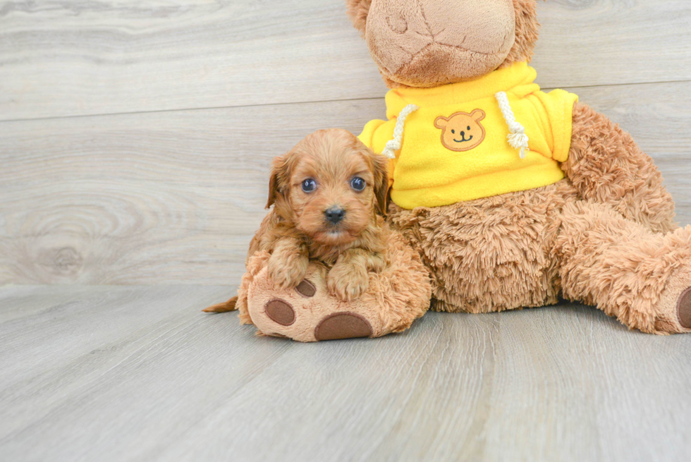 Best Cavapoo Baby