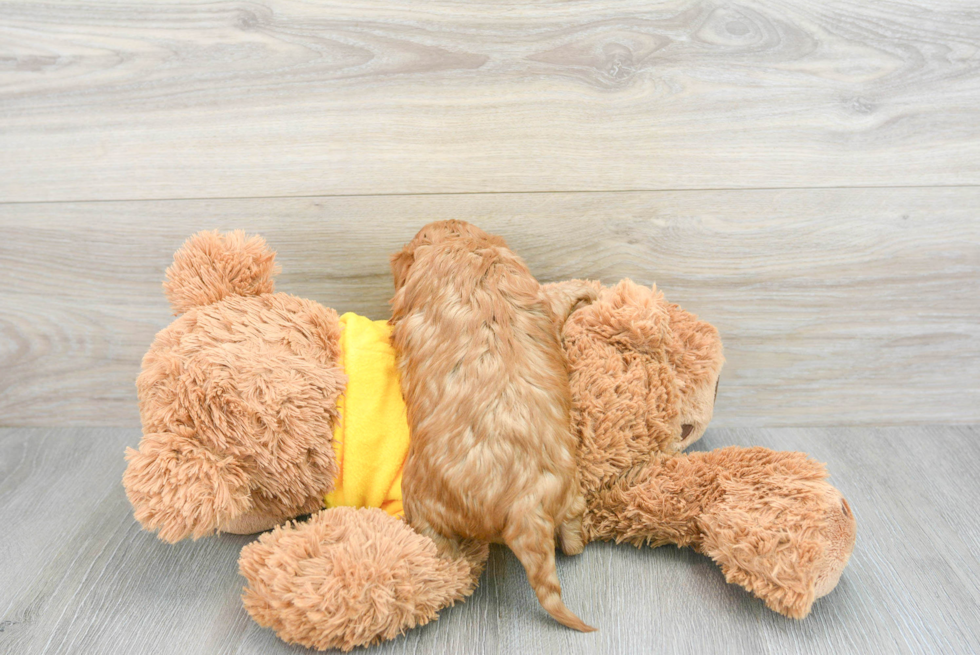 Best Cavapoo Baby
