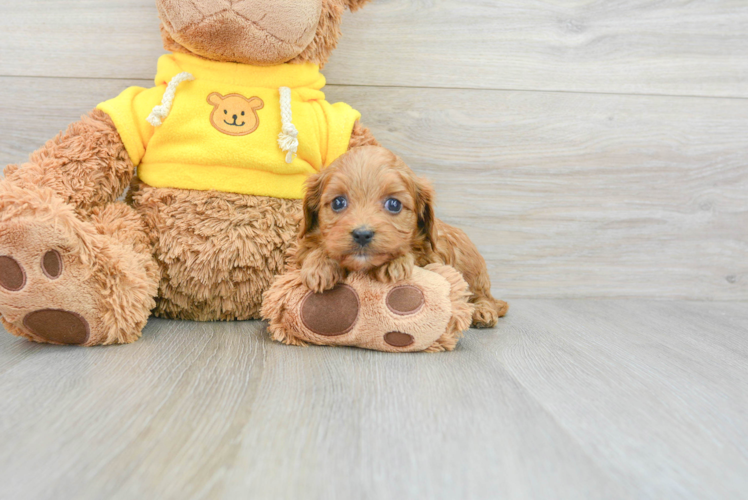 Cavapoo Pup Being Cute