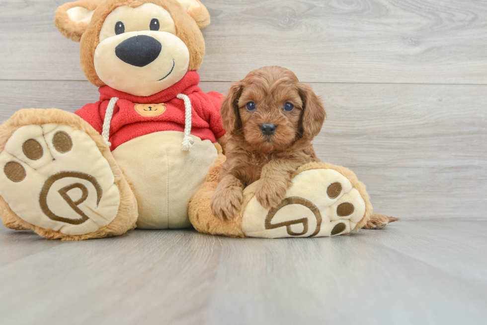 Smart Cavapoo Ellie: 3lb 15oz Doodle Puppy