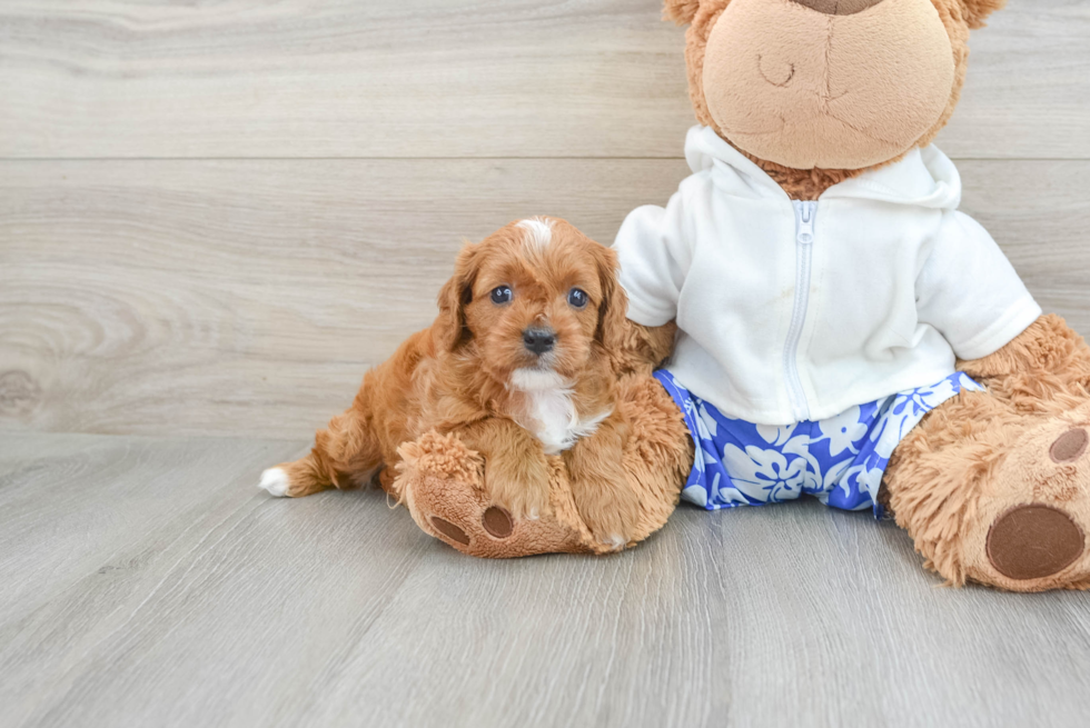 Smart Cavapoo Ellie: 3lb 12oz Doodle Puppy