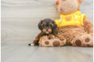 Best Cavapoo Baby