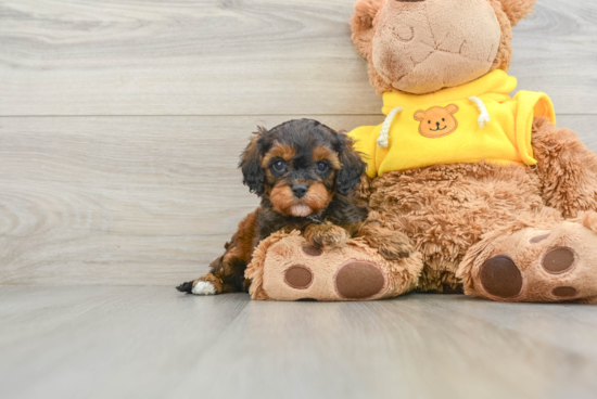 Best Cavapoo Baby