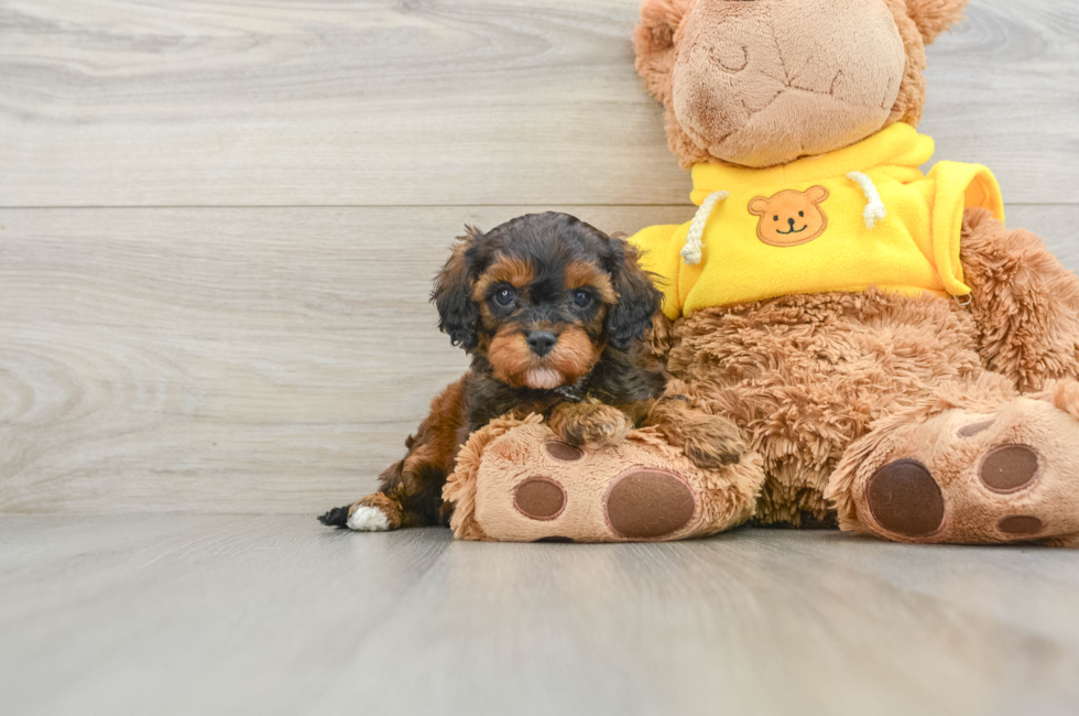 6 week old Cavapoo Puppy For Sale - Premier Pups