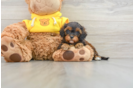 Popular Cavapoo Poodle Mix Pup