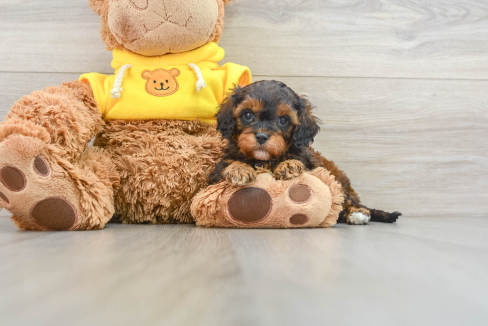 Popular Cavapoo Poodle Mix Pup