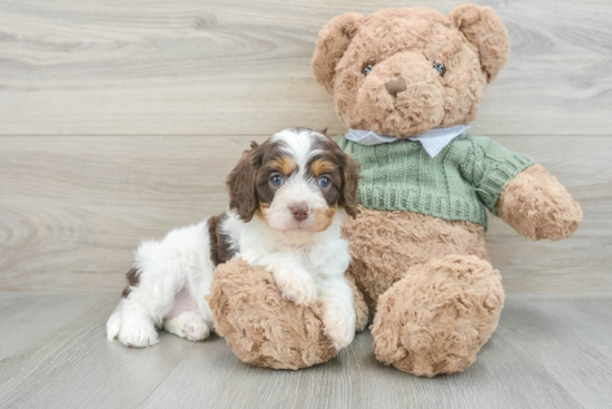 Best Cavapoo Baby