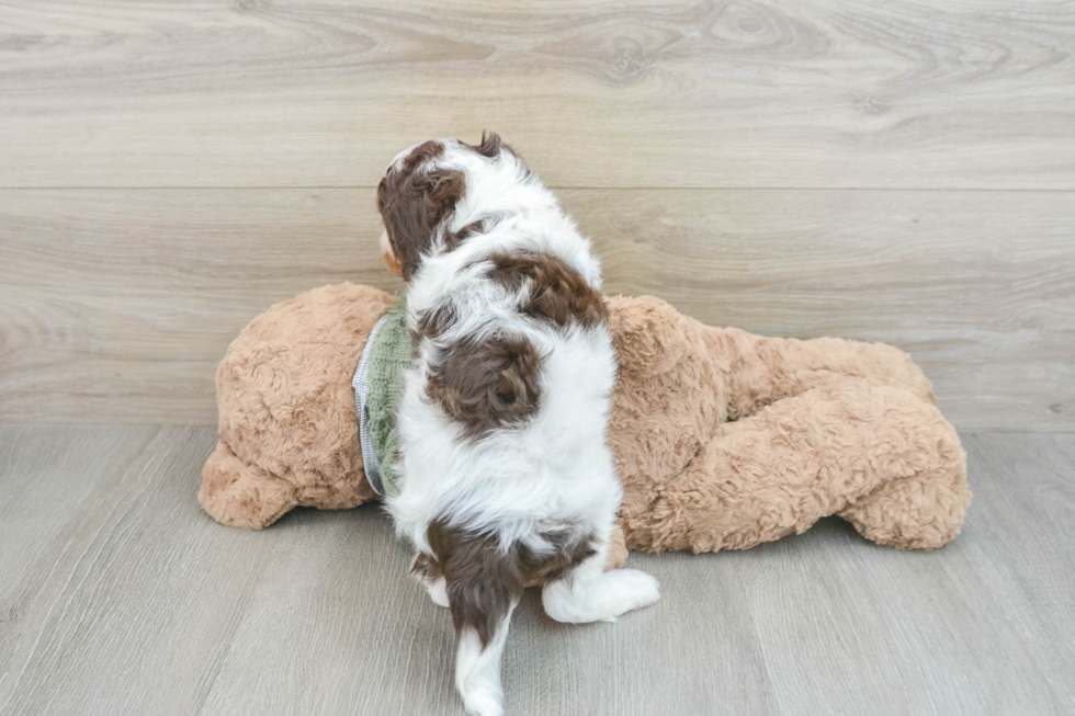 Playful Cavapoodle Poodle Mix Puppy